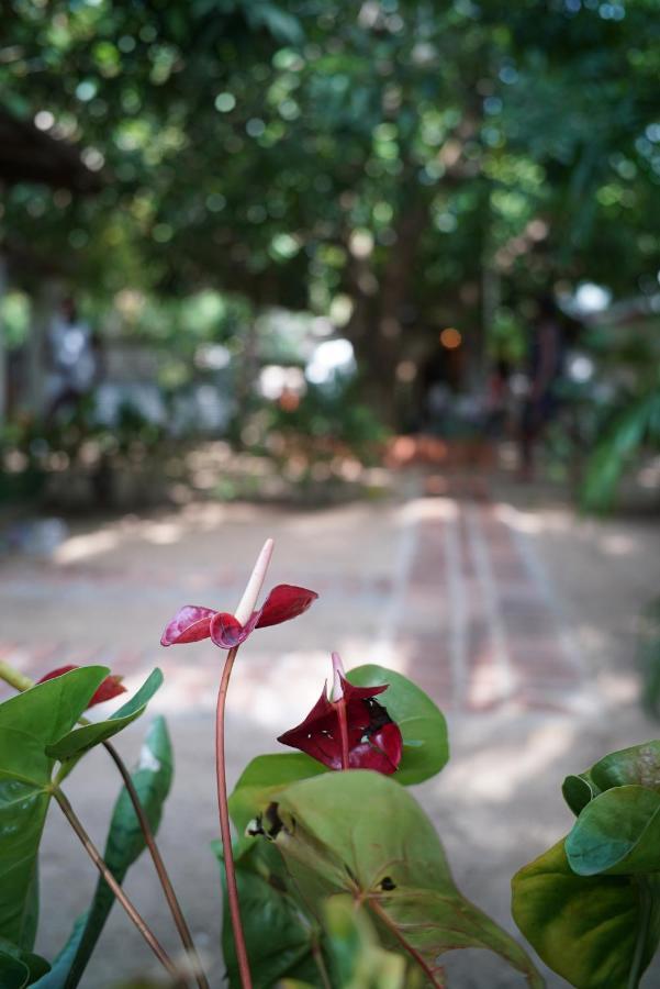 Salty Garden Arugambay Bed & Breakfast Arugam Bay Exterior photo